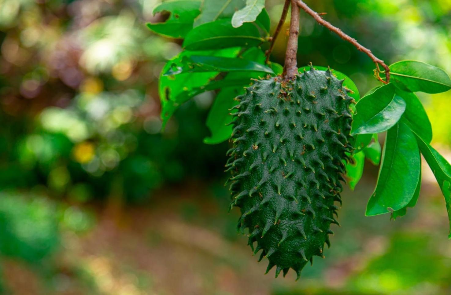 فيلا The Dusun سِريمبان المظهر الخارجي الصورة
